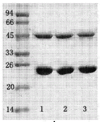 Salmonella cholerae enzyme-linked immunosorbent assay kit