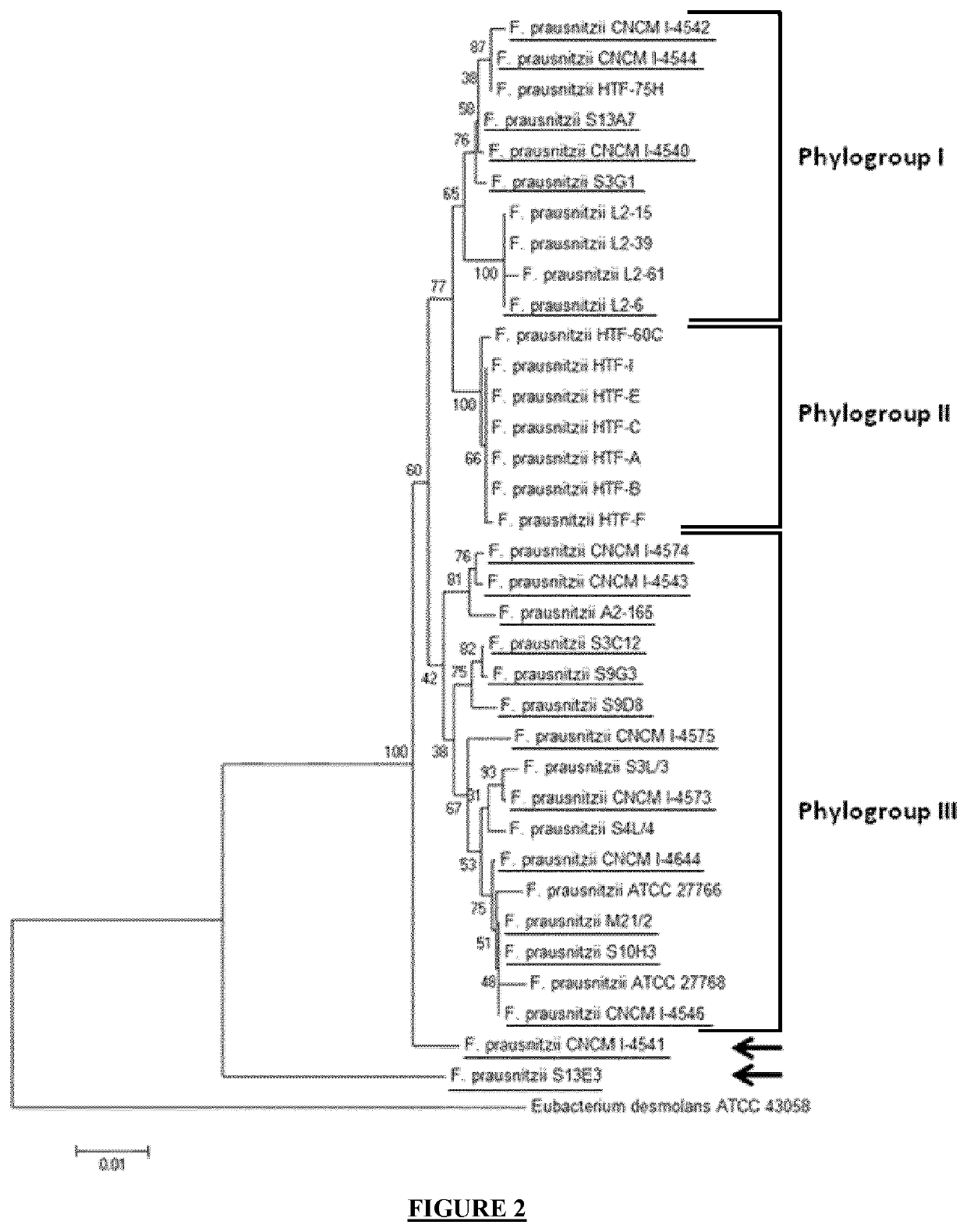 Faecalibacterium prausnitzii strains for treating and preventing gastrointestinal pain