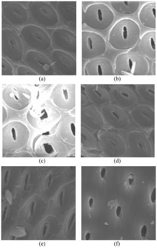 Deep eutectic solvent and method for extracting flavone di-C-glycoside from premna fulva