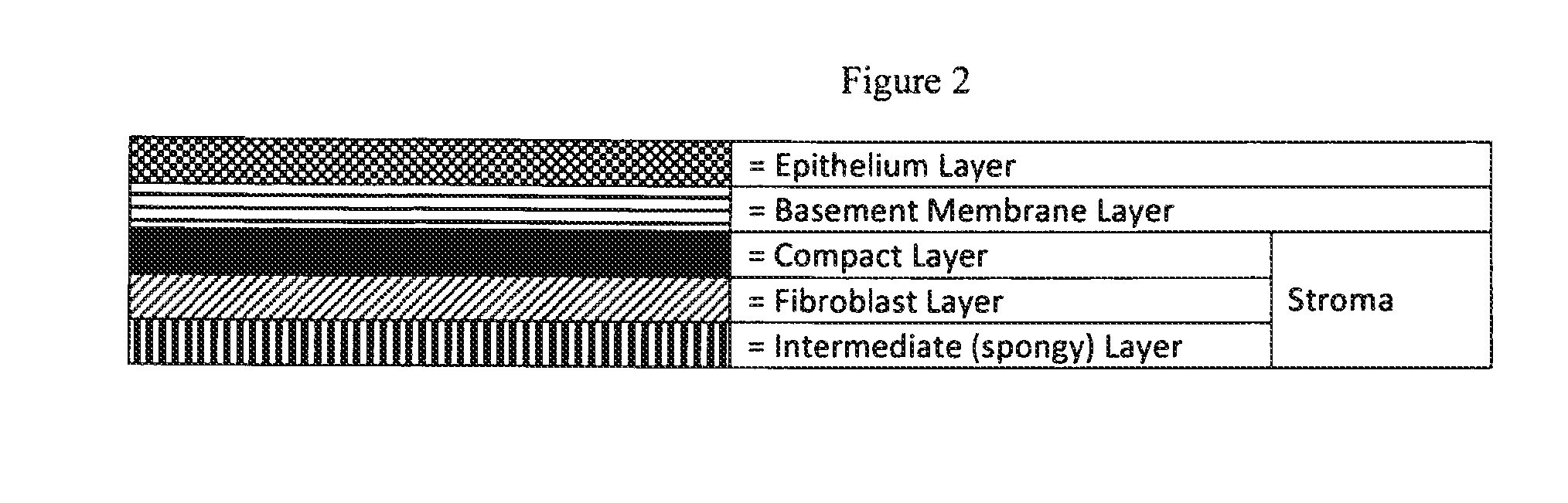 Methods of preparing lyophilized human tissues