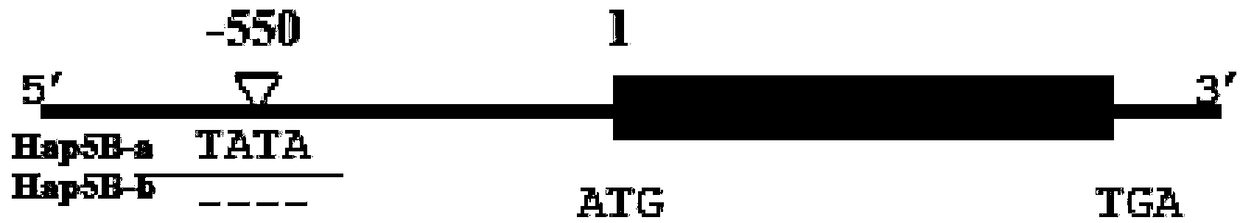 Gene relevant to low-temperature, drought, ABA and high salt resistance of wheat and application thereof