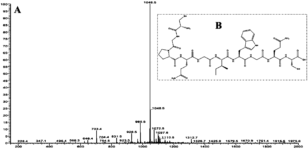 MMP-8 responsive intelligent periodontal drug controlled release hydrogel material and application thereof