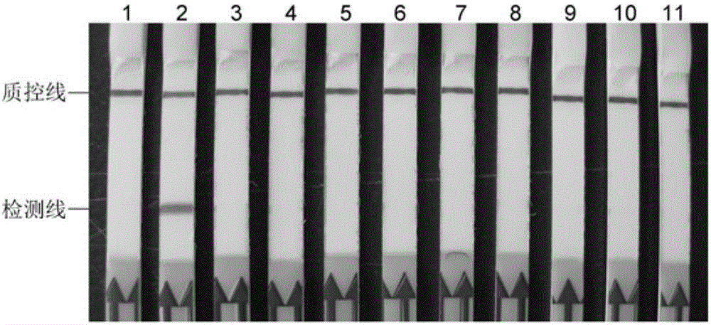 Primer and probe sequence used for LAMP-LFD detection of vibrio fluvialis and application of primer and probe sequence