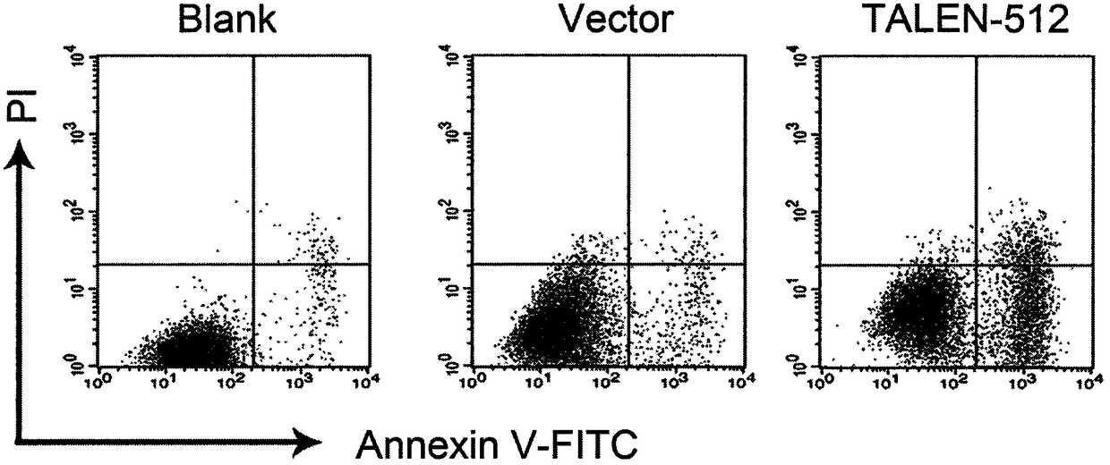 A method for knocking out human papillomavirus e6e7 oncogene by using talen