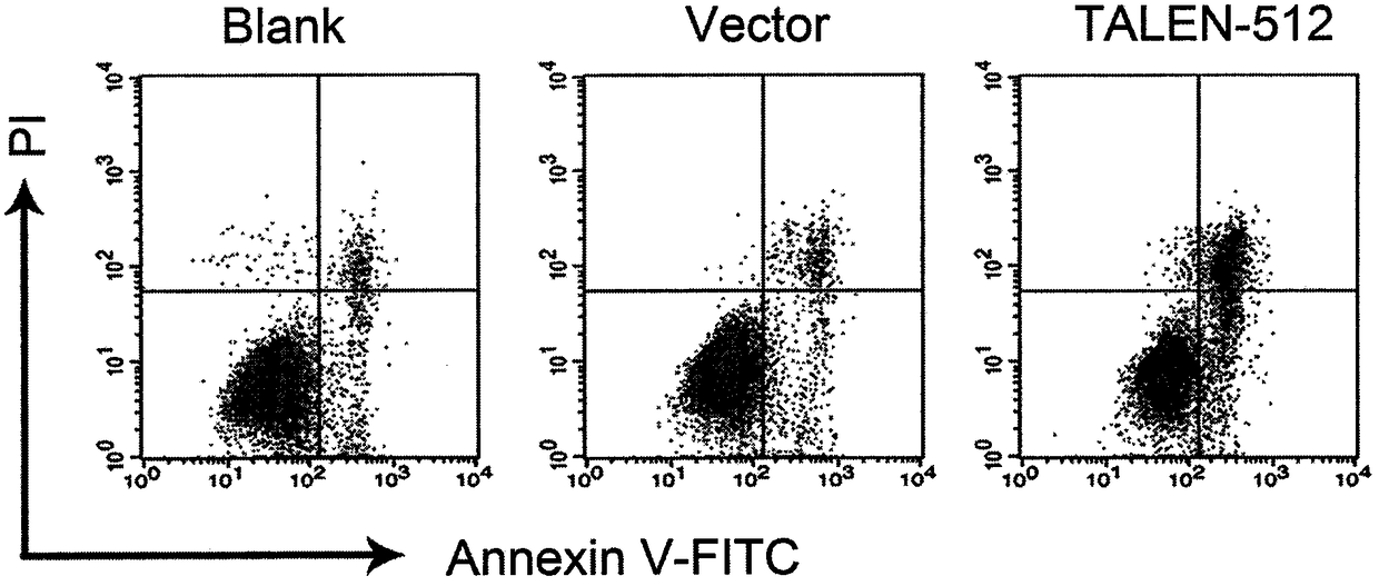 A method for knocking out human papillomavirus e6e7 oncogene by using talen