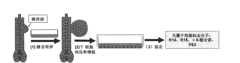 Hair follicle stem cell separation culture method