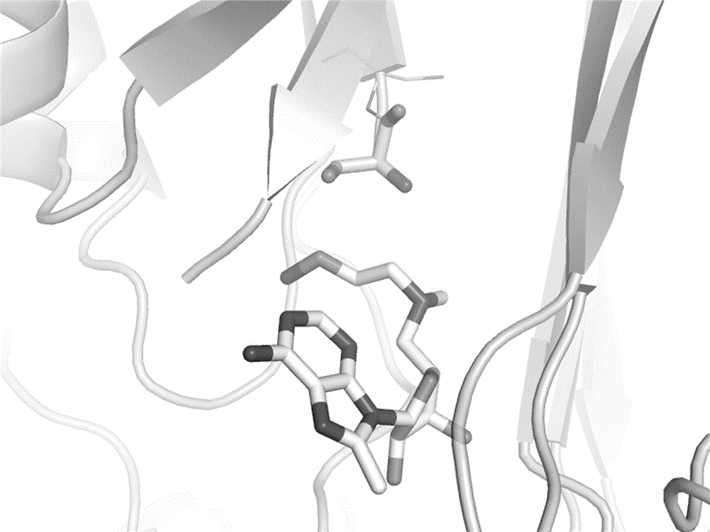 Computer screening method for small molecular covalent inhibitors and application of method to screening of S-adenosylmethionine decarboxylase covalent inhibitors