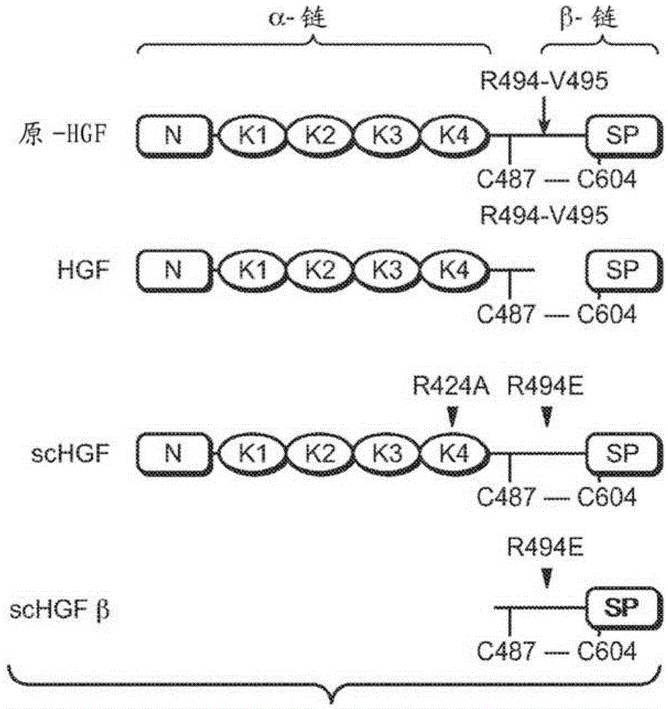 zymogen activator