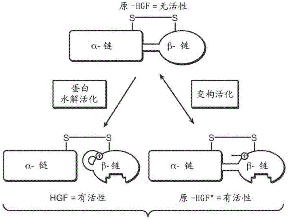 zymogen activator