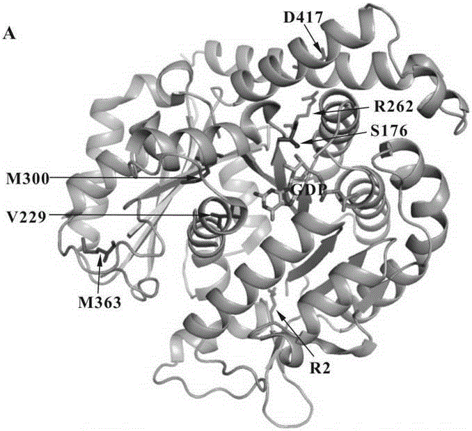 VIII type beta-tubulin gene and kit for detecting primary infertility of females