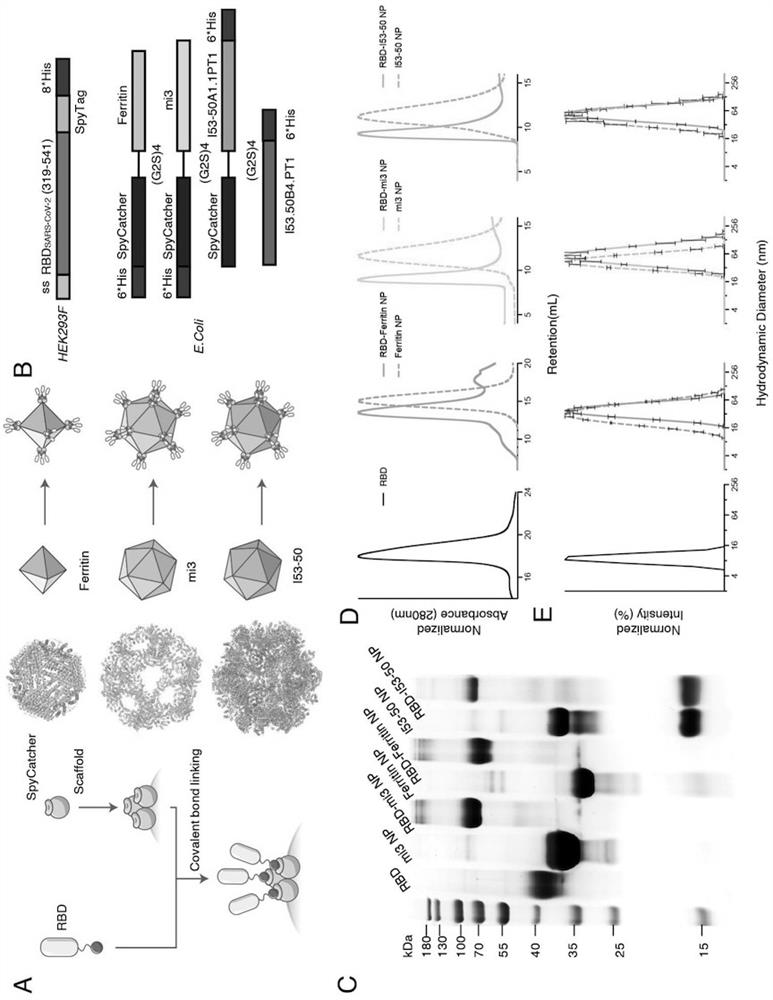 SARS-CoV-2 RBD conjugated nanoparticle vaccine