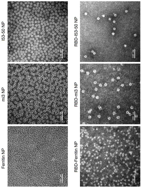 SARS-CoV-2 RBD conjugated nanoparticle vaccine