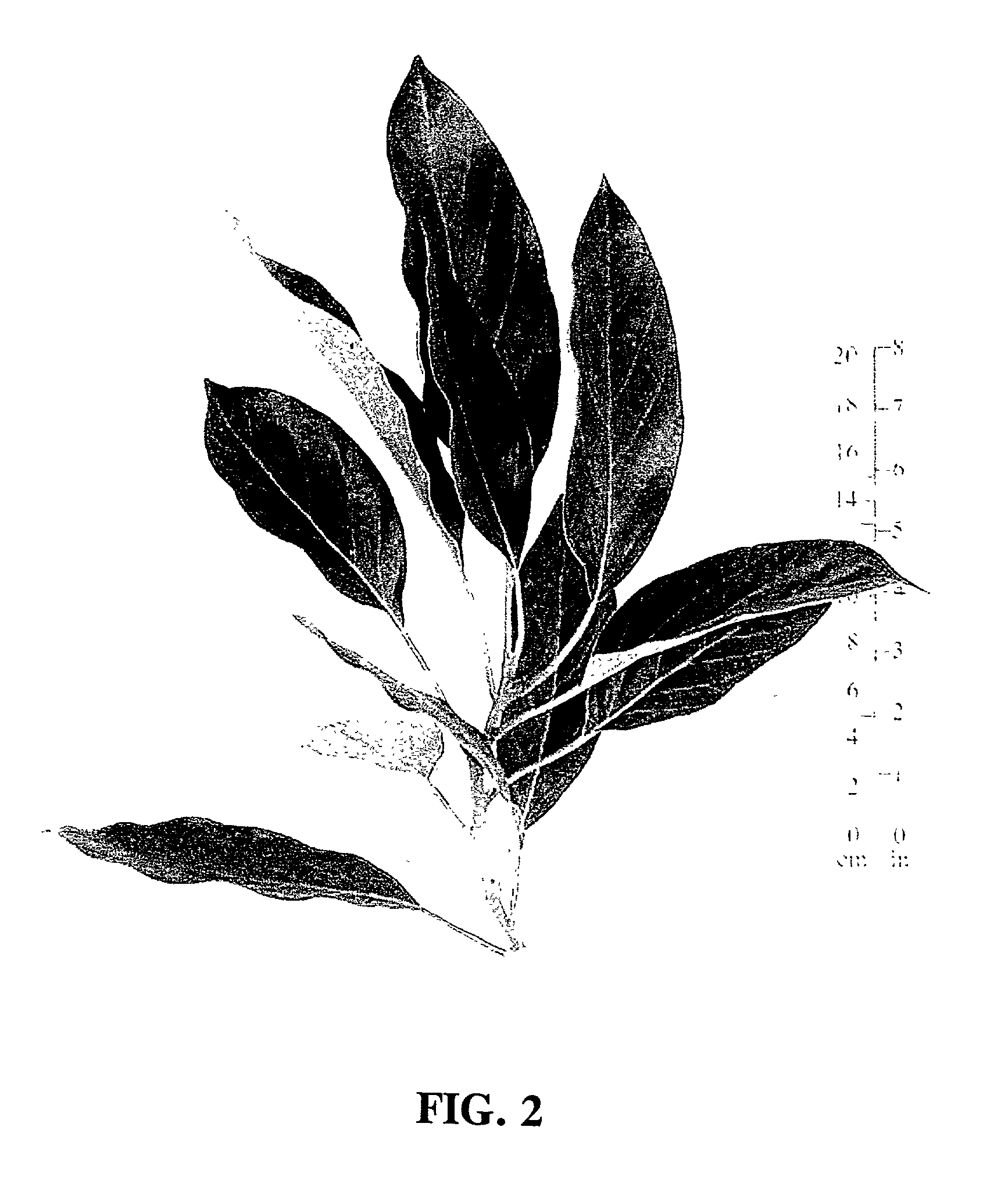 Avocado tree named '3-29-5'