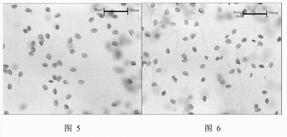 Method for measuring pollen vitality of lycoris plants using in-vitro germination method