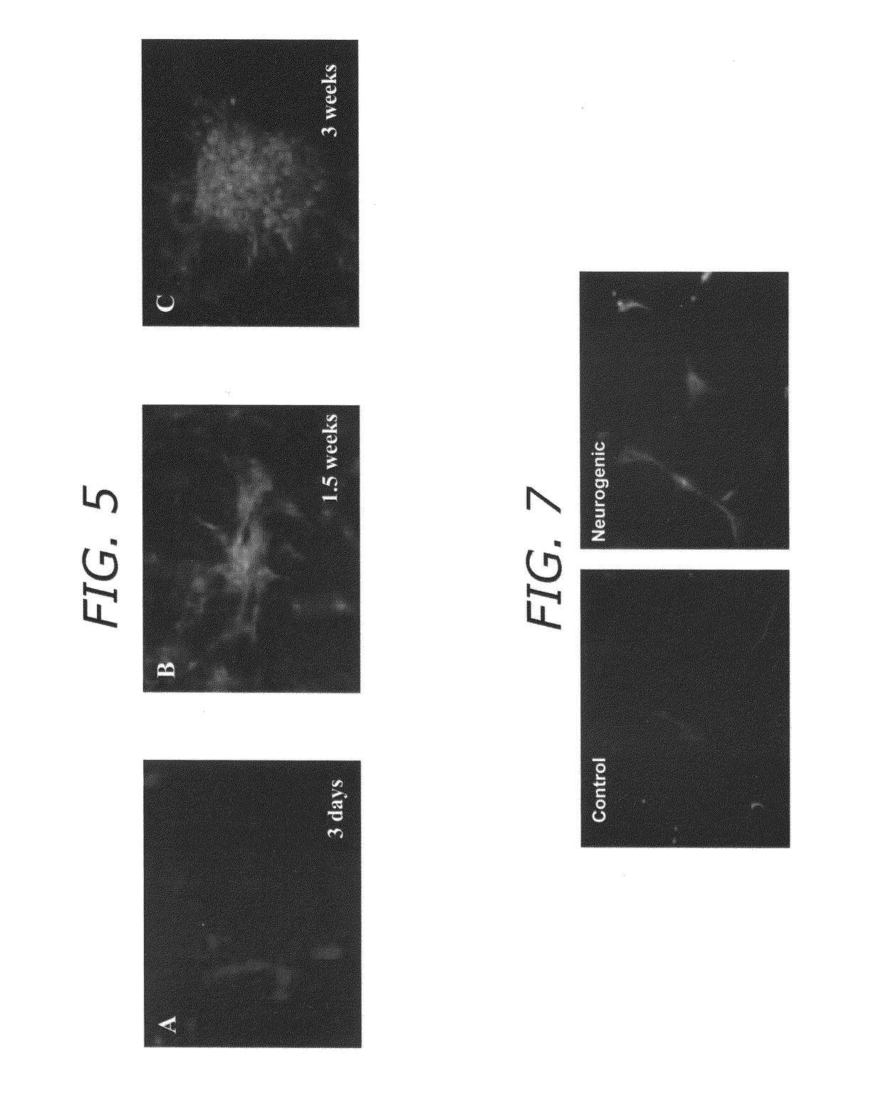 Adipose-derived stem cells for tissue regeneration and wound healing