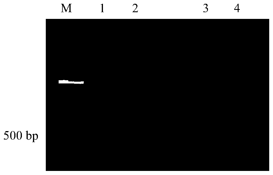 RNA interference vector of bactrocera dorsalis cytochrome P450 genes and construction method and application thereof