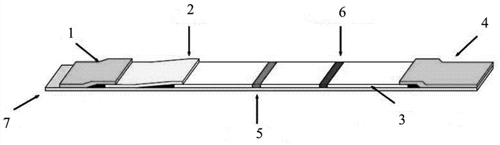 Immune-chromatographic test strip for fluorescence quantitative detection of INHB (inhibin B) and preparation method of immune-chromatographic test strip