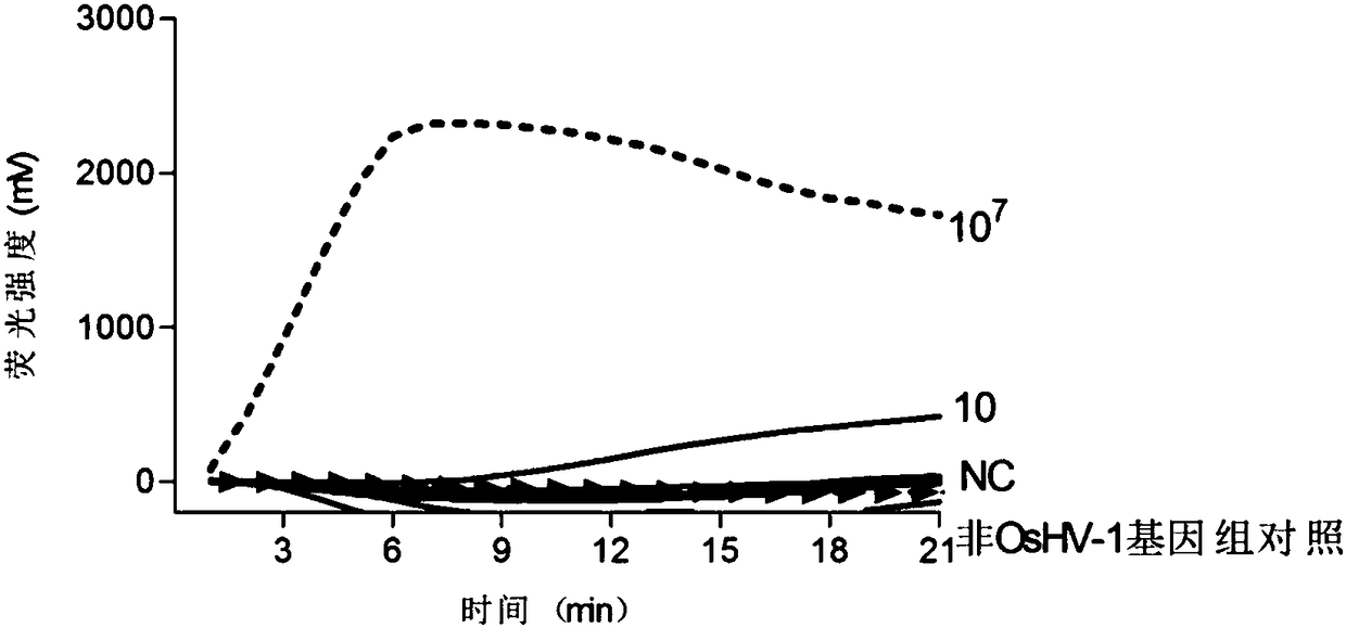 Primer group and probe for detecting ostreid herpesvirus of infected scapharca subcrenata, and application of primer group and probe