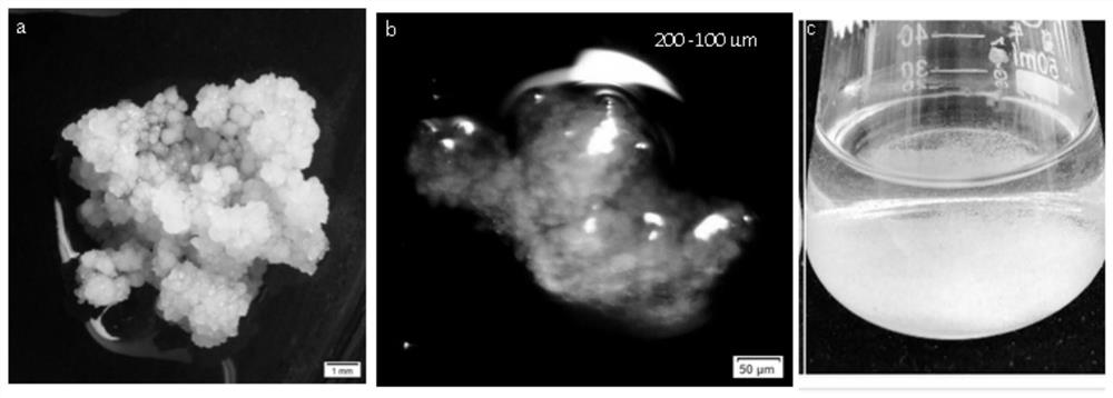 Method for efficiently obtaining chimera-free tetraploid cortex magnoliae officinalis plants and cells