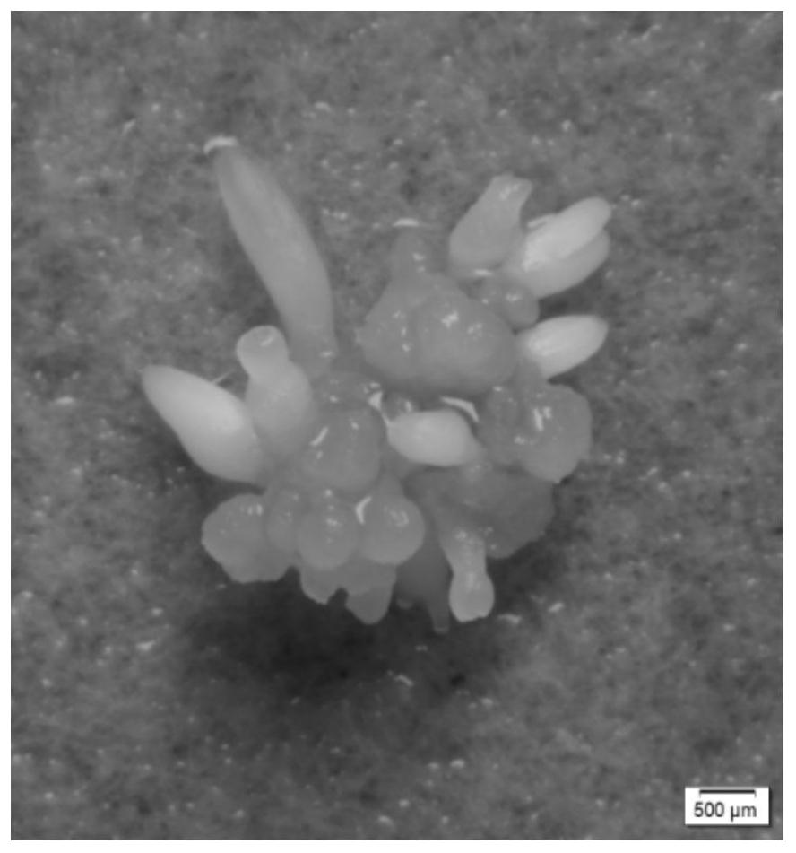 Method for efficiently obtaining chimera-free tetraploid cortex magnoliae officinalis plants and cells