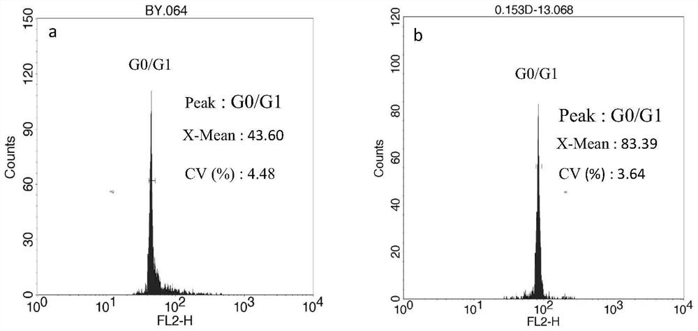 Method for efficiently obtaining chimera-free tetraploid cortex magnoliae officinalis plants and cells