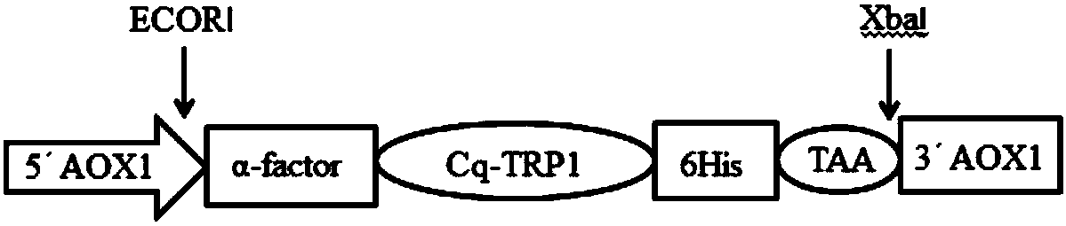 Expression and application of thymosin-repeated protein Cq-TRP1 resisting WSSV (White Spot Syndrome Virus) infection in pichia pastoris