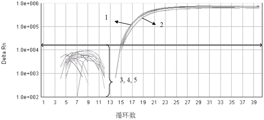 Fluorescent PCR detection method and application of pear borer