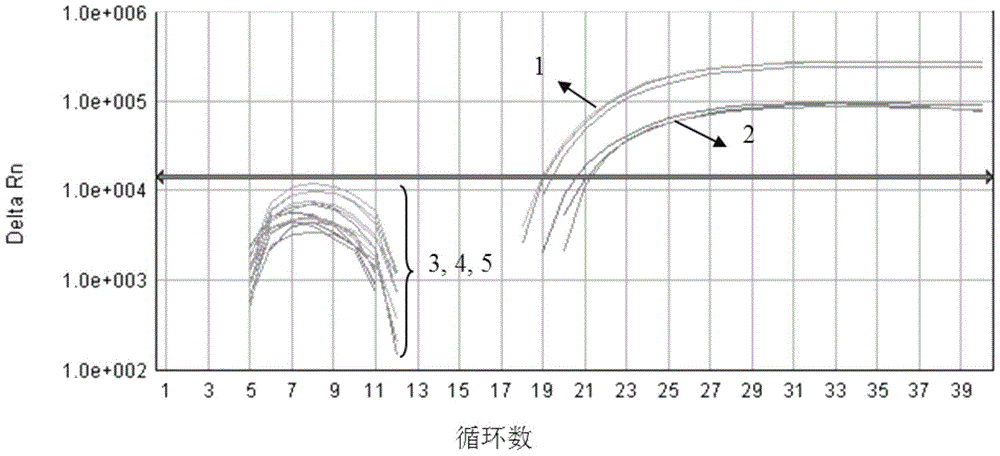 Fluorescent PCR detection method and application of pear borer