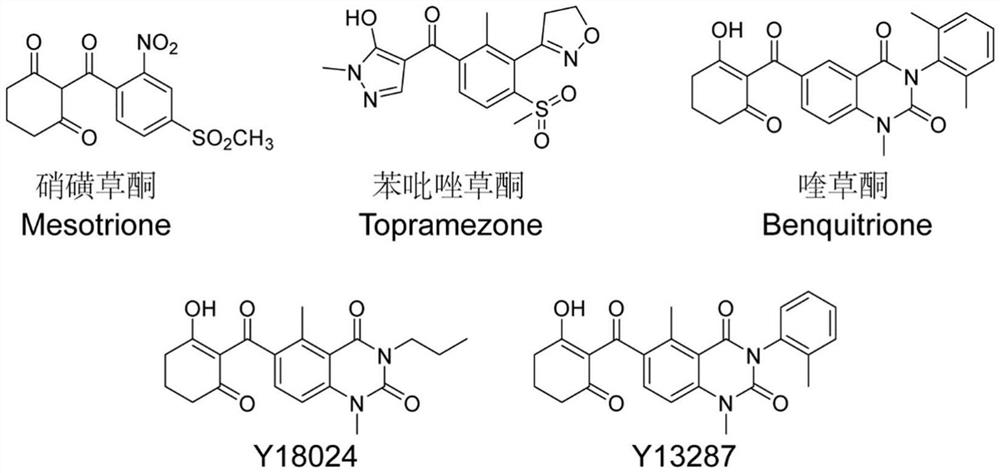 HPPD protein, gene, vector, cell, composition, application of HPPD protein, gene, vector, cell and composition, and method for improving herbicide resistance of crops