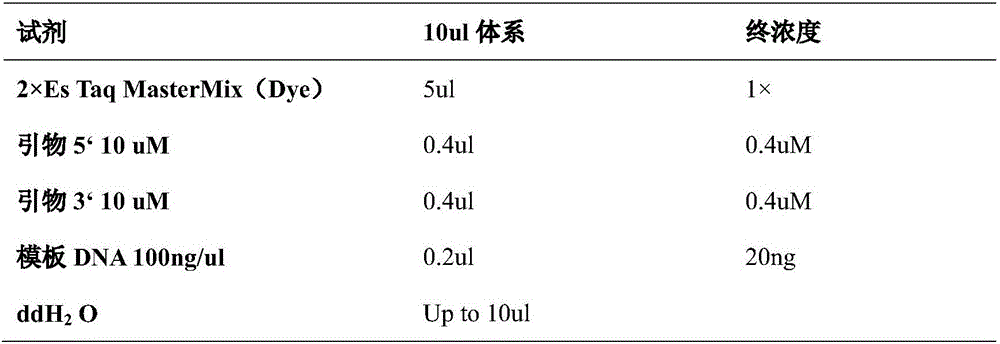 Method for constructing sweet potato core germplasm resource library based on SSR (simple sequence repeat) molecule markers