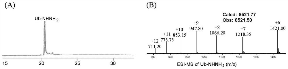 A catalyst-free hydrazone-linked polypeptide or protein chemical modification method based on electron-deficient benzaldehyde