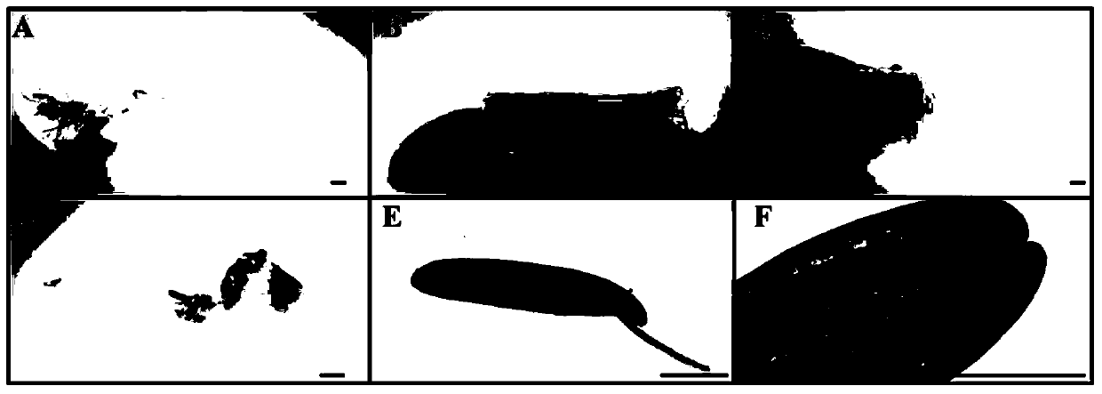 A rice anther-specific expression promoter osanth3 and its application