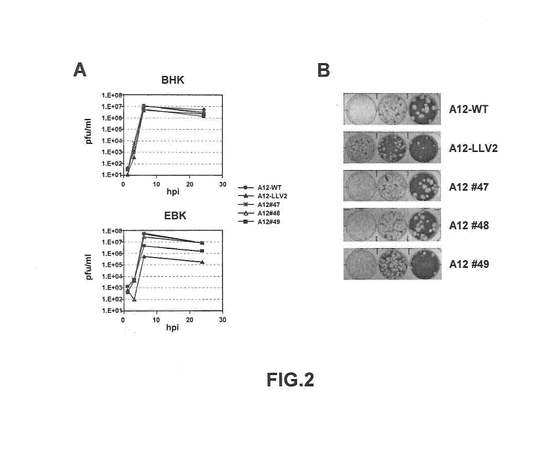 Recombinant Live Attenuated Foot-and-Mouth Disease (FMD) Vaccine Containing Mutations in the L Protein Coding Region