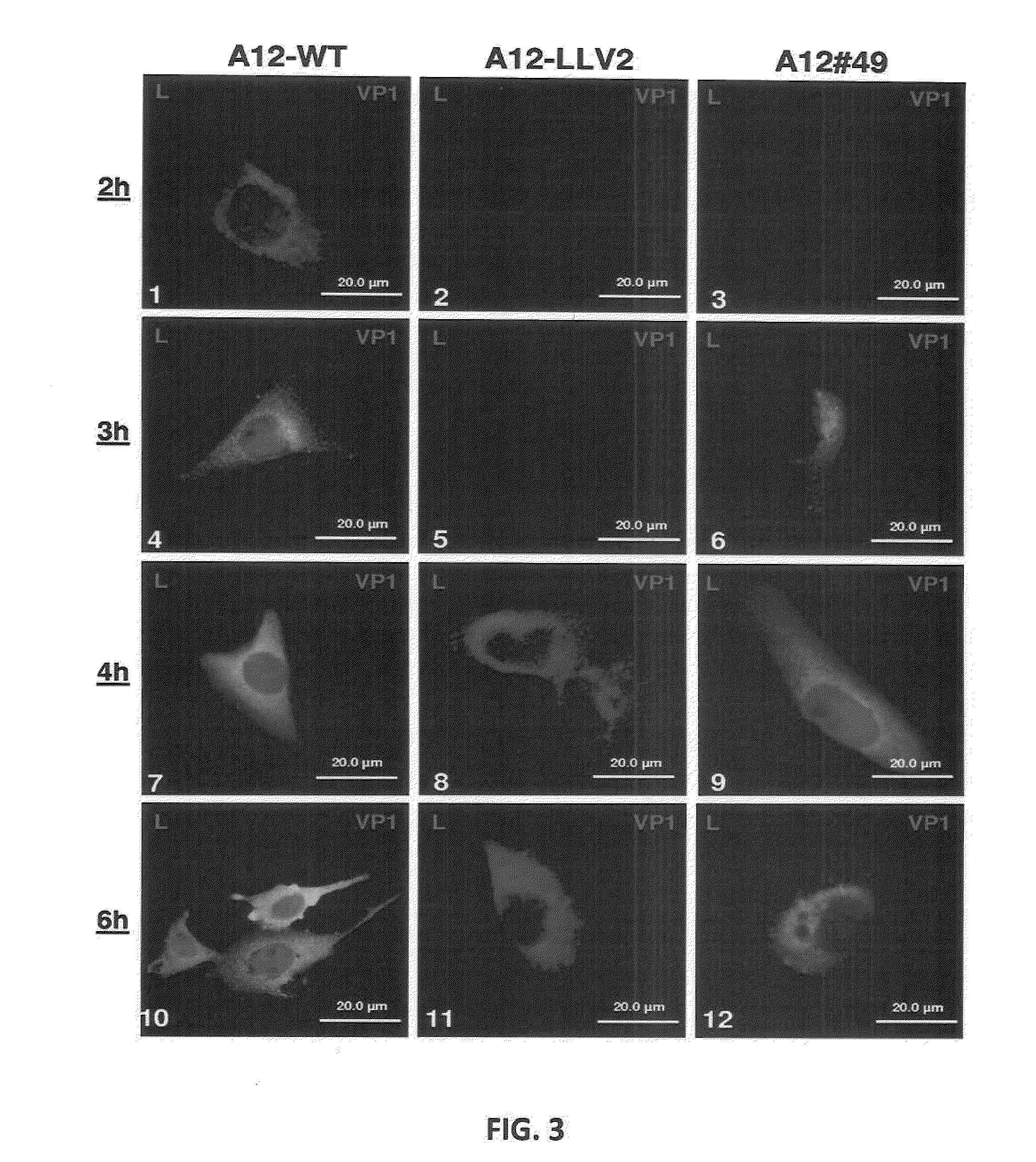 Recombinant Live Attenuated Foot-and-Mouth Disease (FMD) Vaccine Containing Mutations in the L Protein Coding Region