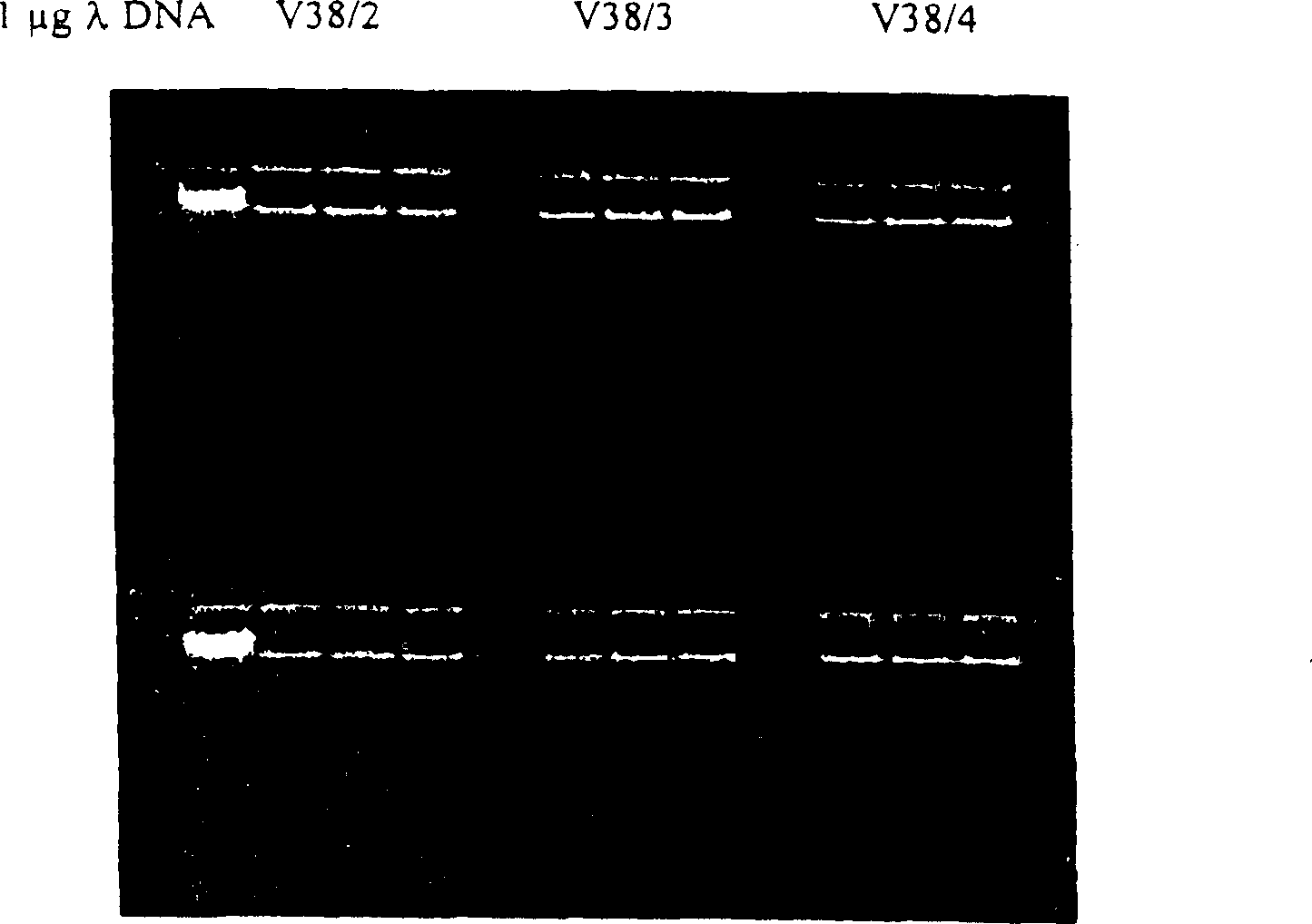 Enzyme reaction method for nucleic acid and composition for separating nucleic acid