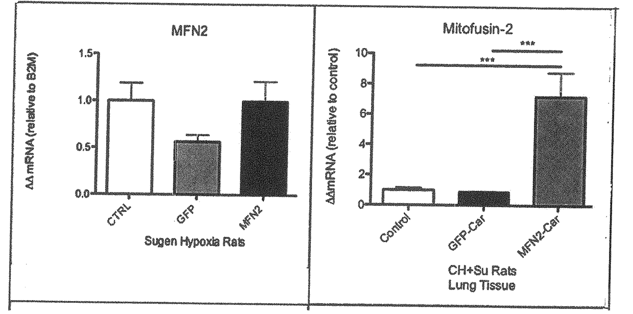 Methods for Increasing the Selective Efficacy of Gene Therapy Using CAR Peptide and Heparan Sulfate Mediated Macropinocytosis