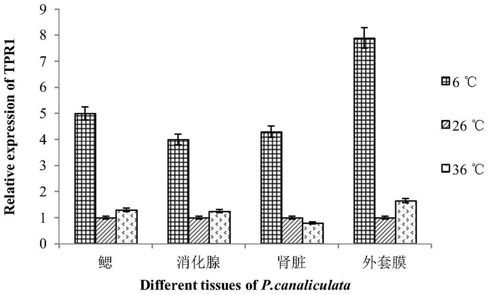 TPR1 gene related to low-temperature tolerance of ampullaria gigas, encoded protein and application of TPR1 gene