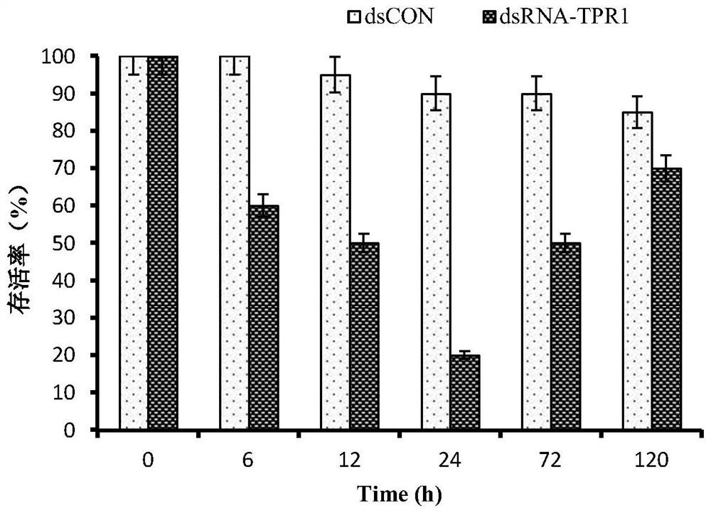 TPR1 gene related to low-temperature tolerance of ampullaria gigas, encoded protein and application of TPR1 gene