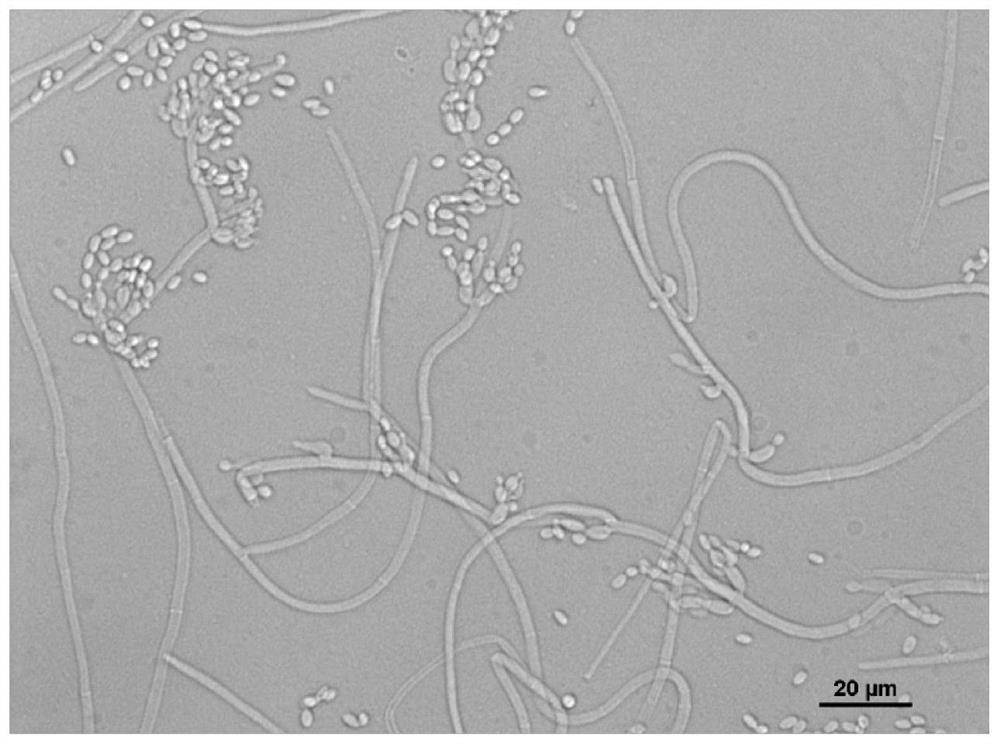 Metarhizium rileyi and application thereof