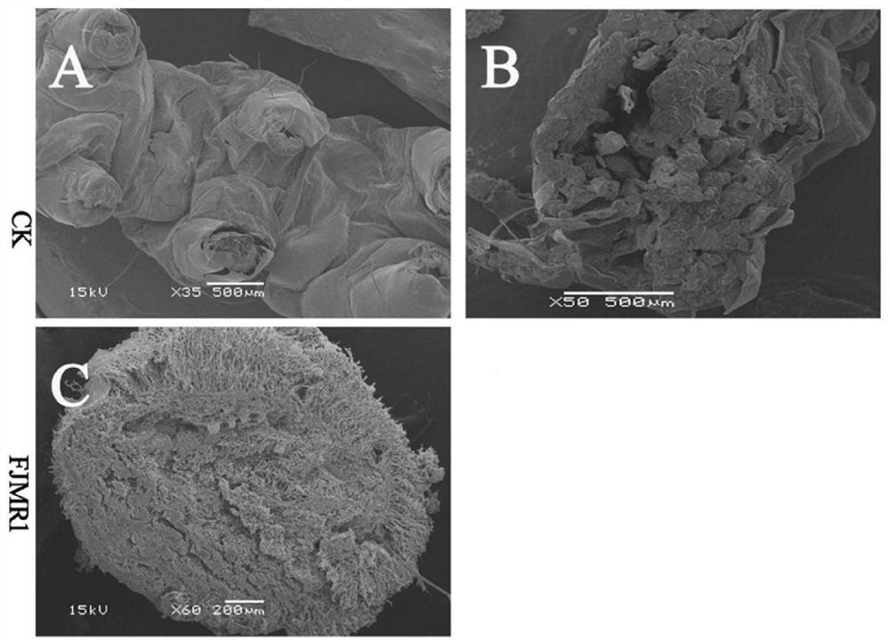 Metarhizium rileyi and application thereof