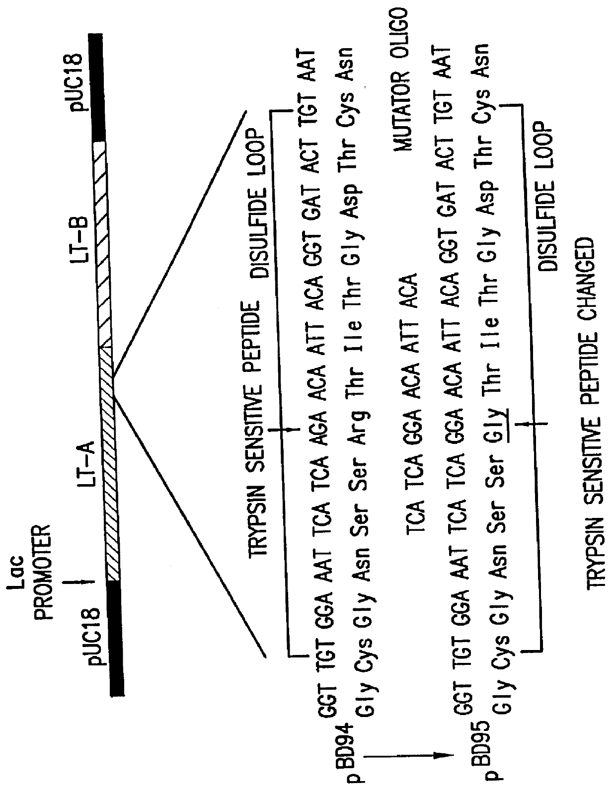 Mutant enterotoxin effective as a non-toxic oral adjuvant