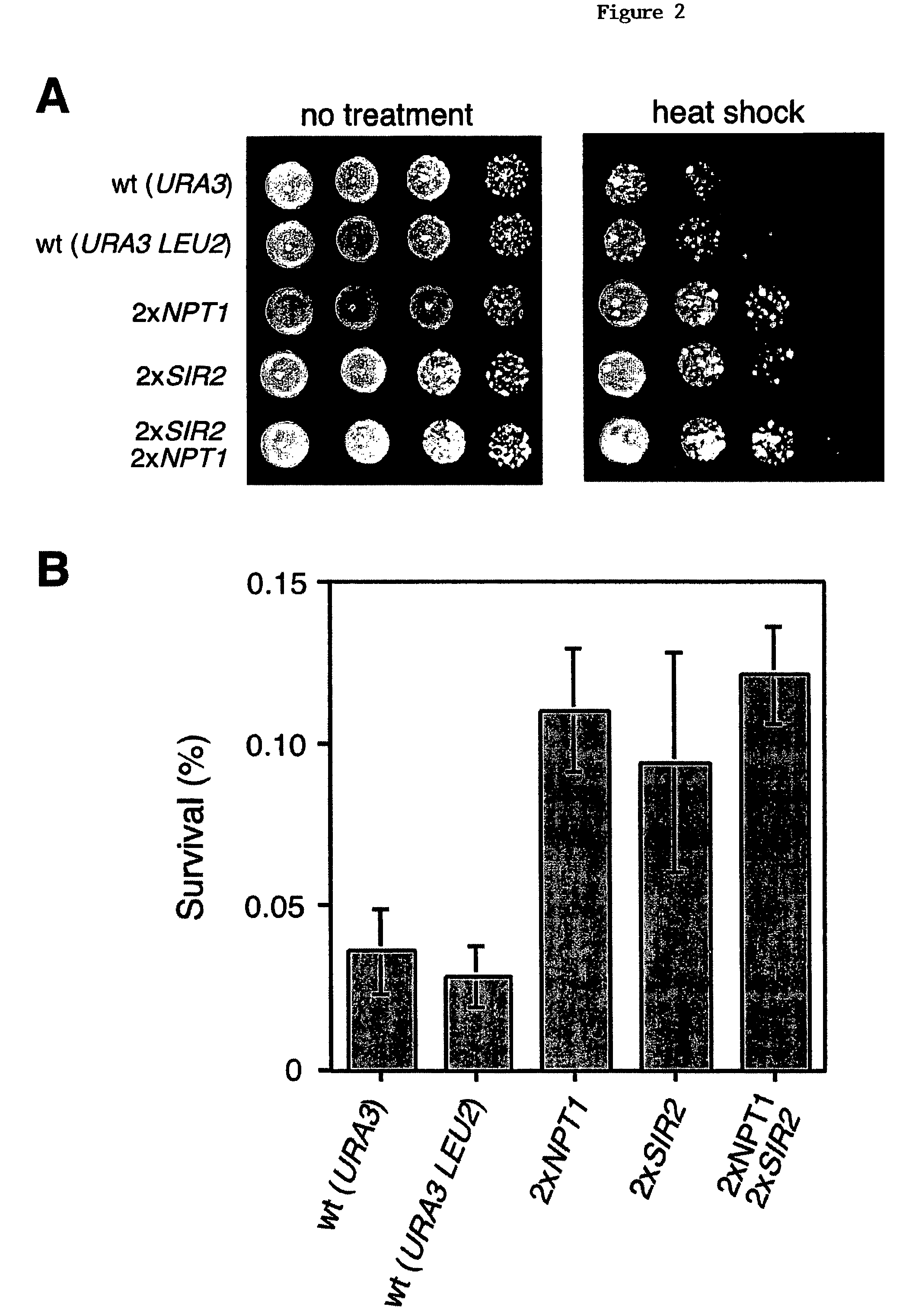 Methods and compositions for extending the life span and increasing the stress resistance of cells and organisms