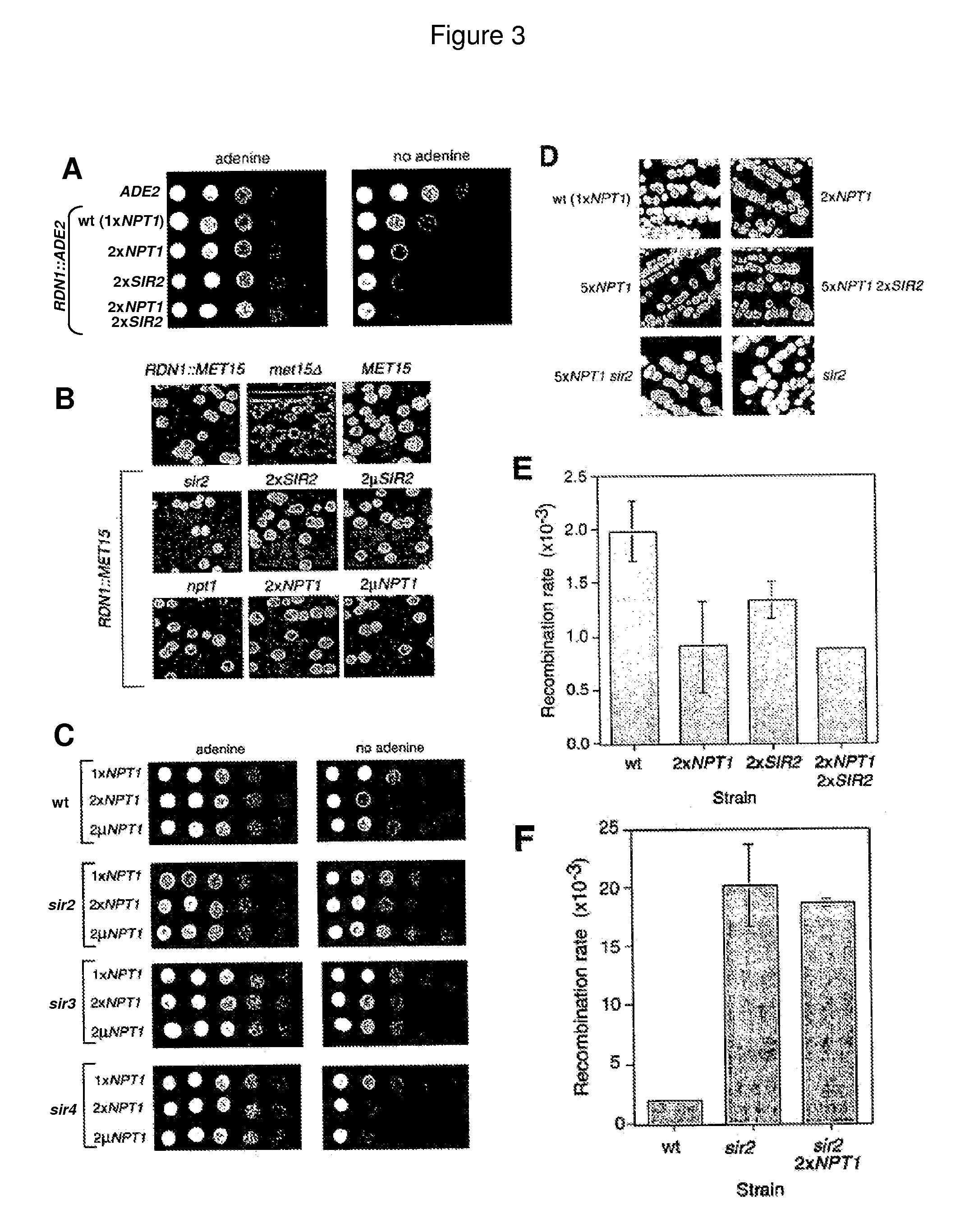 Methods and compositions for extending the life span and increasing the stress resistance of cells and organisms