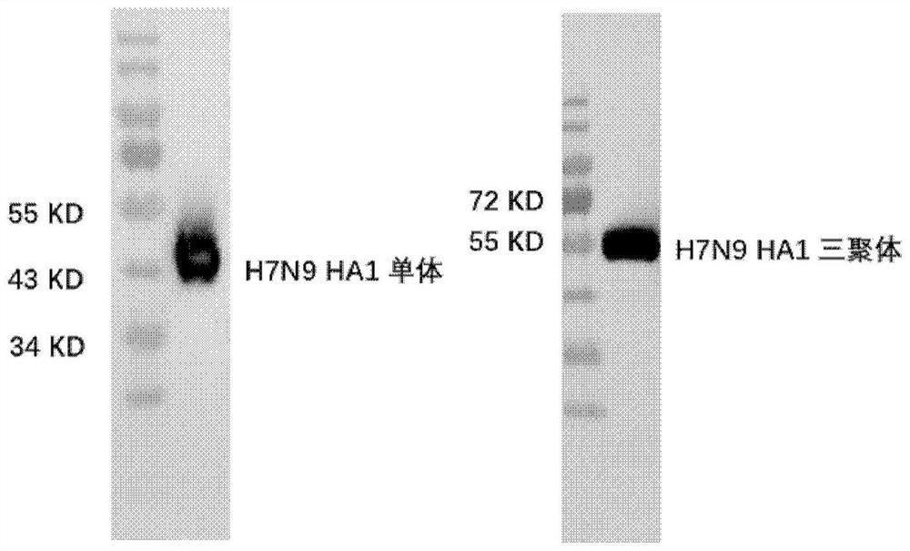 Avian influenza virus trimer subunit vaccine and application thereof