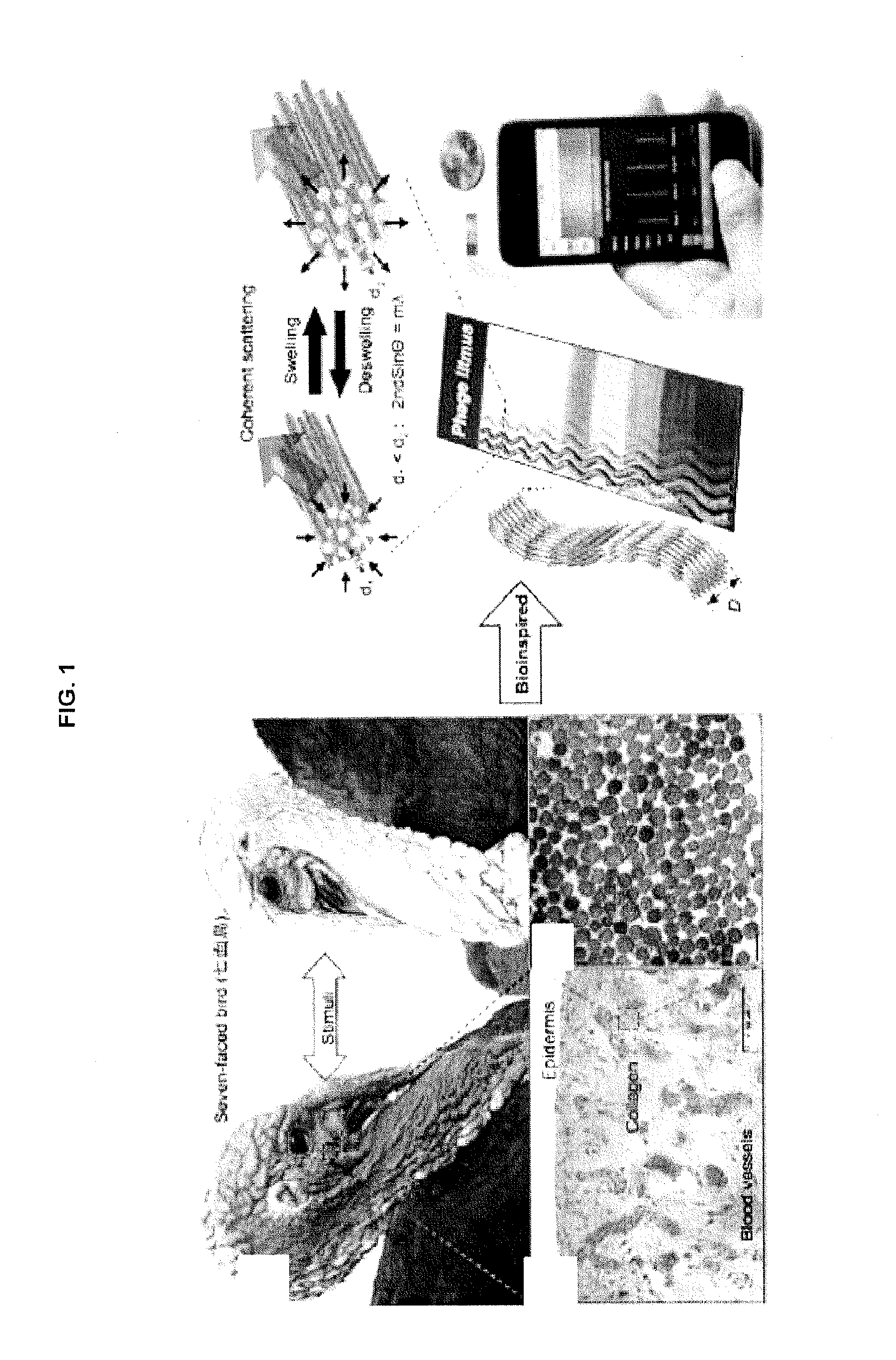 Biomimetic virus-based colorimetric sensors