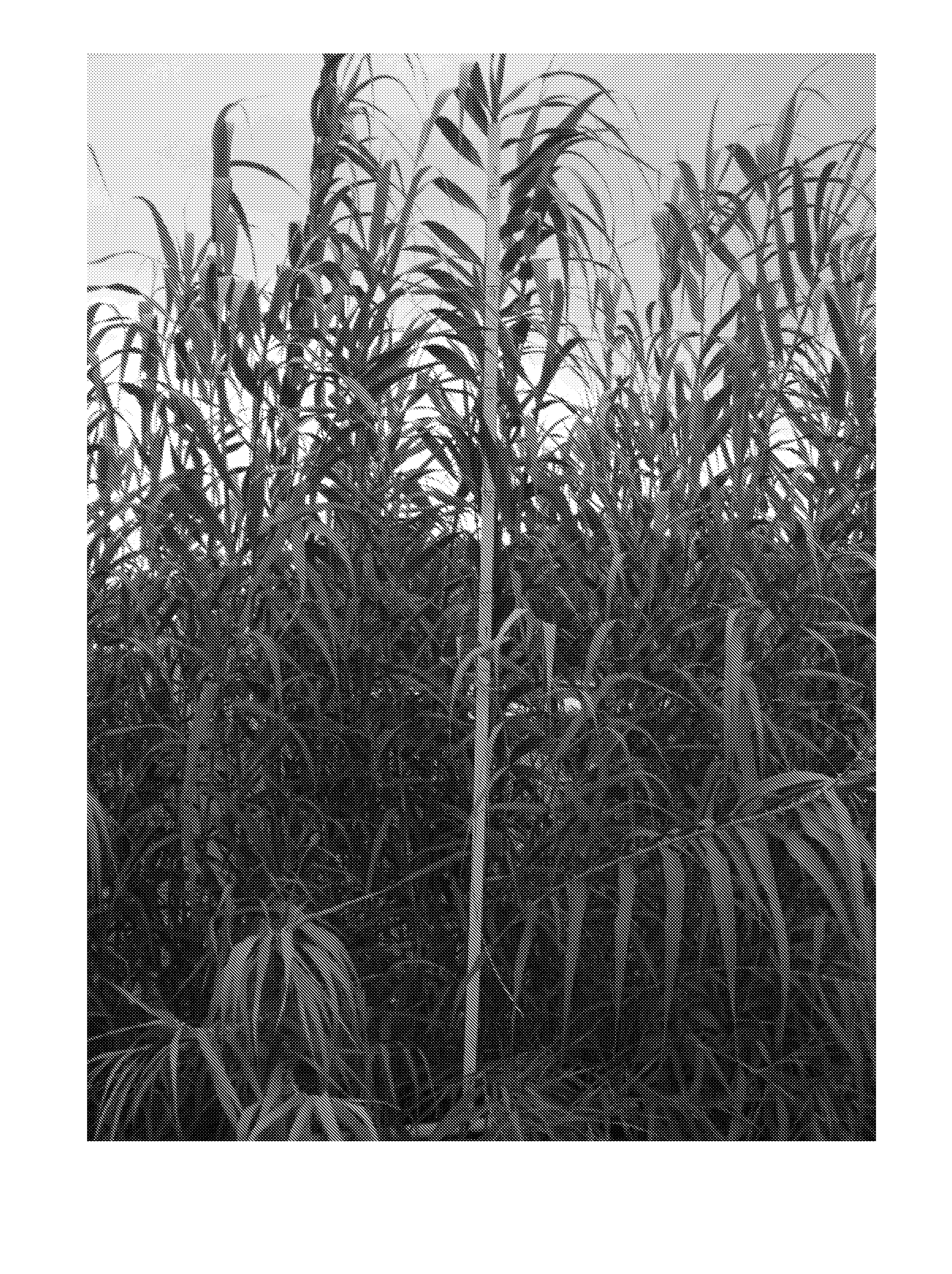 Methods for vegetative propagation of grass plants