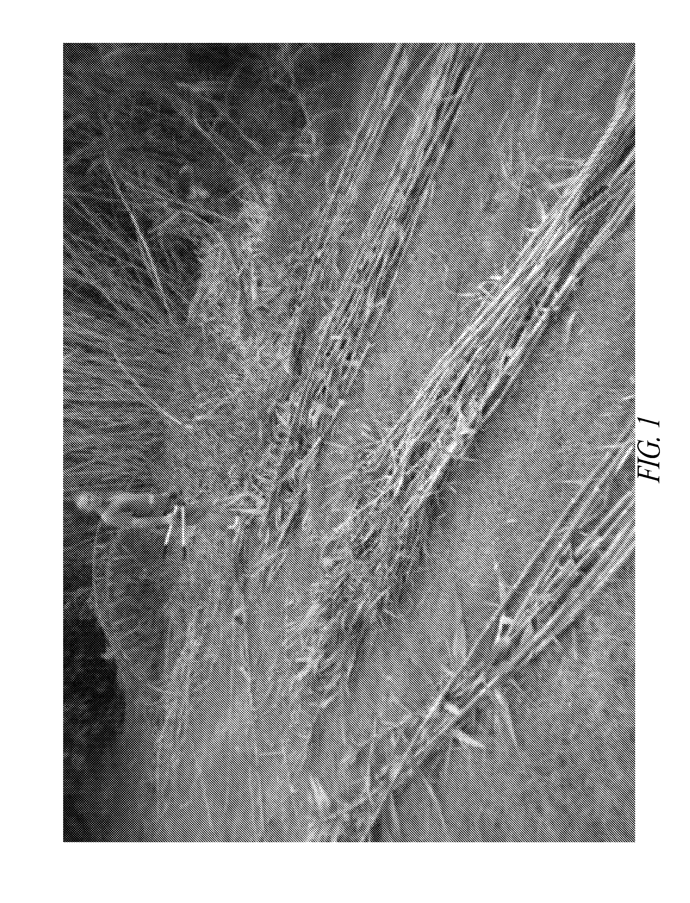 Methods for vegetative propagation of grass plants