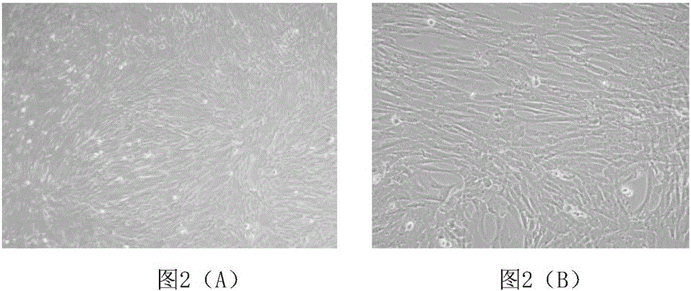 Cell cryoprotectant and cryopreservation method