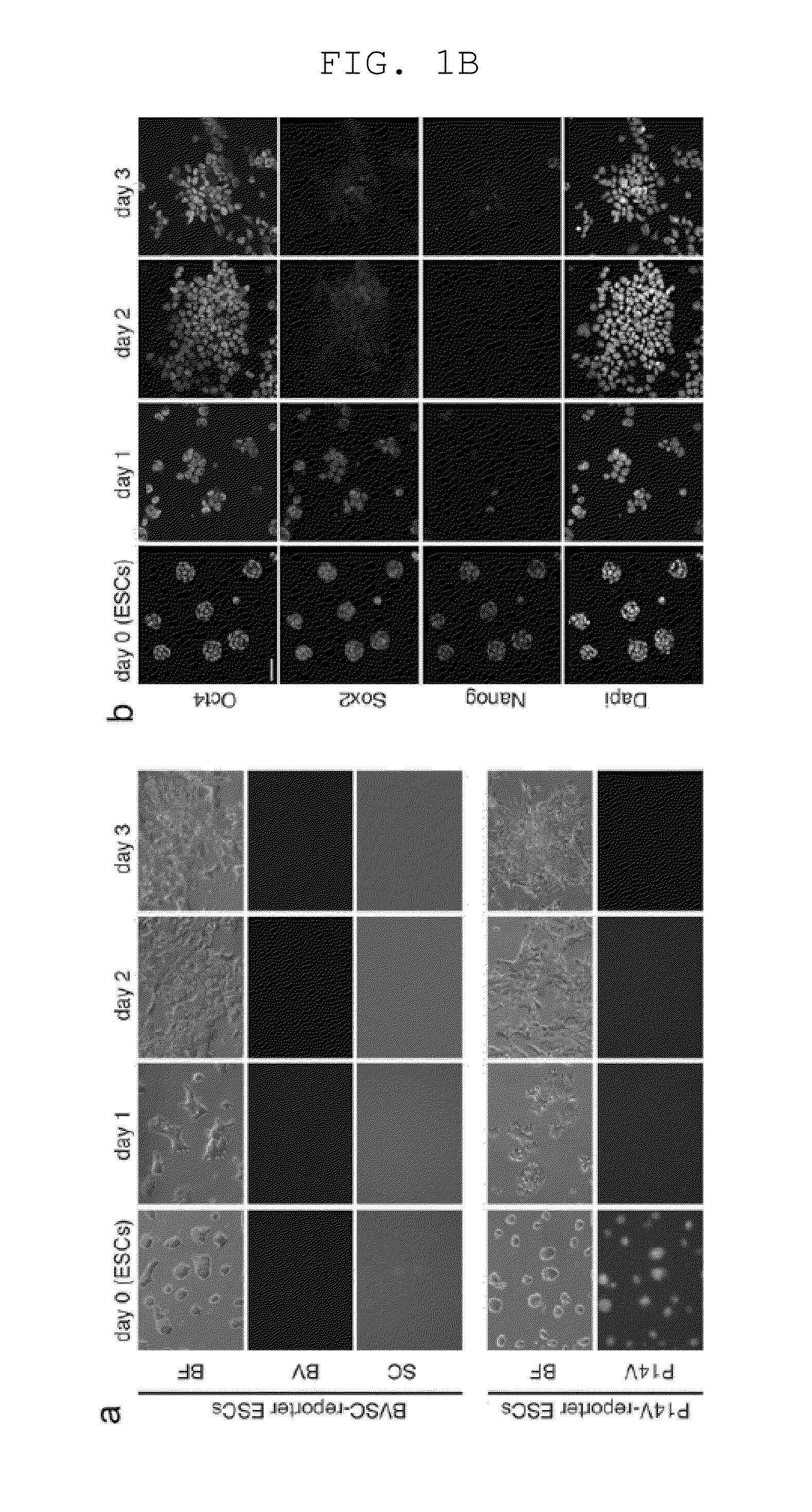 Method of inducing differentiation from pluripotent stem cells to germ cells