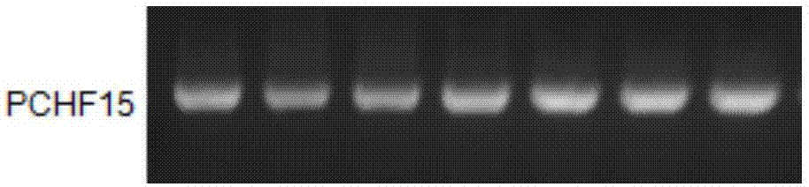 A kind of plant anther-specific promoter pchf15 and its application